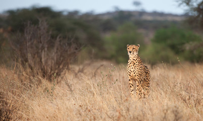 Lone cheetah gazes out over the plains