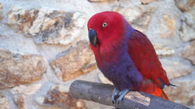 red parrot on the background of stones