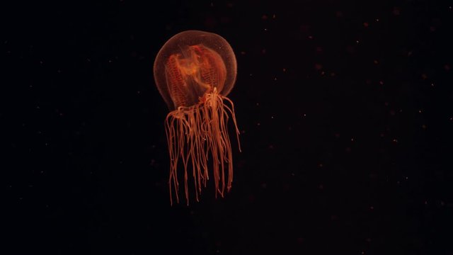 Sea Wasp Jellyfish floating in dark water 