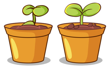 Two pots of plants on white background