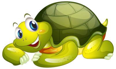 Cute turtle on white background