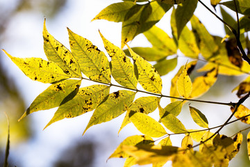 autumn leaves on a tree