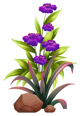 Purple flowers with leaves on white background