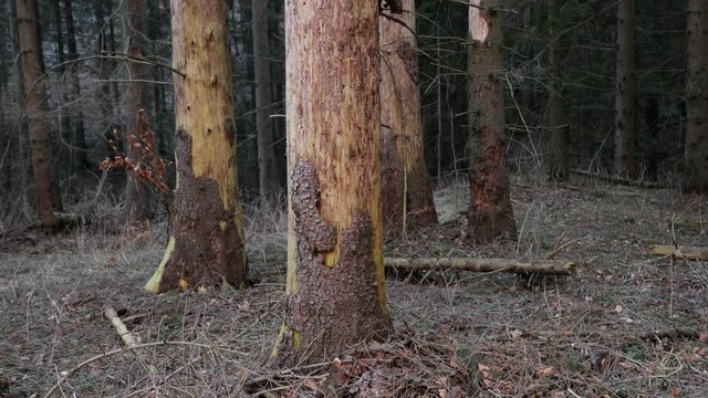Forest detail pine tree tranks standing strong and solid