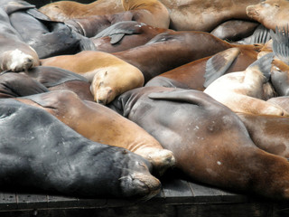 Fototapeta premium Large group of Sea Lions rest on top each other on Piers