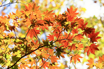autumn leaves on a tree