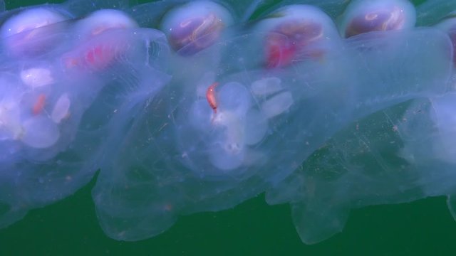 Slow Motion: Transparent salp chain with glowing body floating in sea - Monterey, California