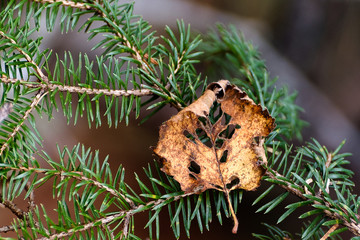 autumn leaves on a tree