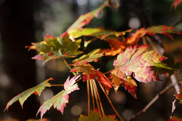 autumn leaves on a tree