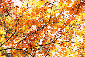 autumn leaves on a tree