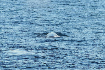 Fototapeta premium Humpback whale Megaptera novaeangliae diving in the ocean. Baleen or whalebone whale in natural habitat.