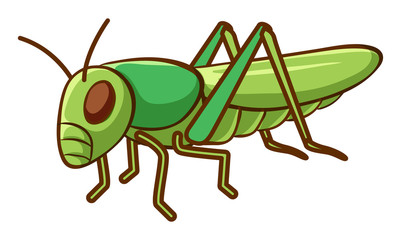Green cricket on white background