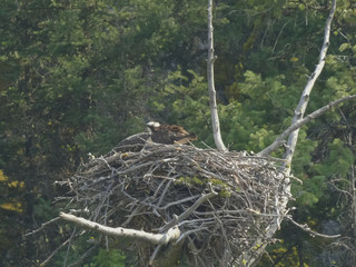 osprey chicks on a nest beside the lamar river in yellowstone