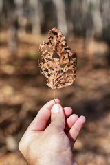 autumn leaves in the hand