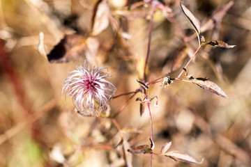 autumn corors of natute