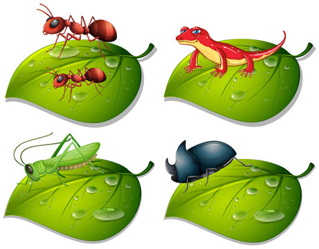 Four types of insects on green leaves