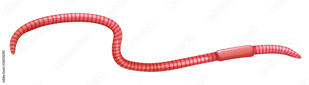 Wall mural Earthworm on white background