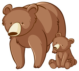 Bear and cub on white background