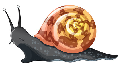 Black snail on white background © GraphicsRF