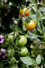 Closeup of cherry tomatoes growing on a vine in a backyard garden (Solanum lycopersicum var. cerasiforme)