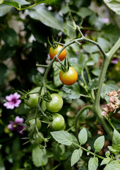 Closeup of cherry tomatoes growing on a vine in a backyard garden (Solanum lycopersicum var. cerasiforme)