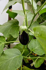 Eggplant growing on vine in a backyard home garden (Solanum Melongena)