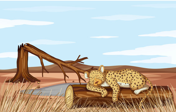 Deforestation scene with cheetah dying
