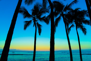 palm, 木, 空, トロピカル, 夕焼け, 浜, 青, 自然, サマータイム, ココナツ,...