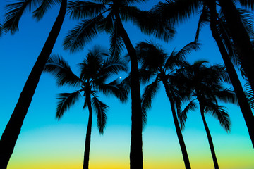 palm, 木, 空, トロピカル, 夕焼け, 浜, 青, 自然, サマータイム, ココナツ, シルエット, 旅行, 太陽, アイランズ, 海, 風景, 木, ハワイ, ヤシの木, 今夜, バカンス, 夜会, 楽園, palm, ヤシの木, ハワイ, hawaii, 月, 朝焼, 南の島, 南国, 夏, 常夏, 熱帯夜, 青, 青夜