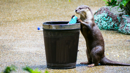  Otters Hold plastic waste  Dumped into wooden bins.