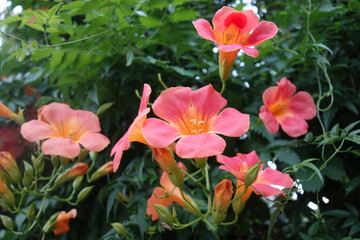 オレンジのノウゼンカズラの花