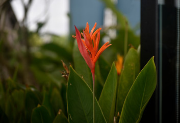 flower garden There are many colors of flowers and many kinds of beautiful nature. And refreshing when seeing flowers of many colors