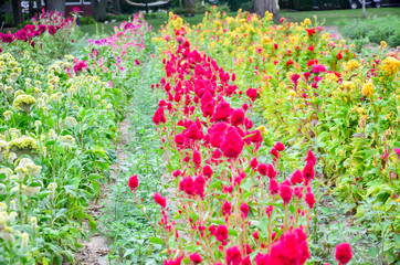 Bright colorful flowers, beautiful flowers. Fresh vegetables and flowers from Zanders Farm for sale in America
