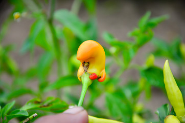 Fresh chillies in many colors in a basket To sell to Zanders Farm customers. Fresh vegetables and flowers from Zanders Farm for sale in America