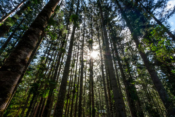 Fototapeta premium Rainforest at Fraser Island Kgari with tall trees Queensland australia