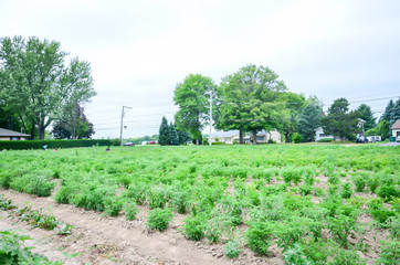 Obraz premium Bright colorful flowers, beautiful flowers. Fresh vegetables and flowers from Zanders Farm for sale in America