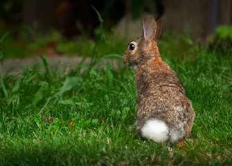 Bunny With White Tail