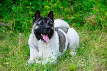 Dog breed American Akita