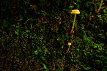 Small orange mushroom growing wild Fraser Island queensland