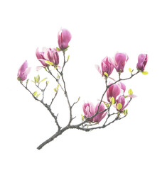 Pink magnolia flowers isolated on white background
