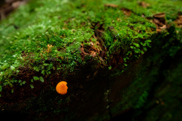 Small orange mushroom growing wild Fraser Island queensland