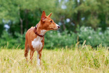 Dog breed Basenji