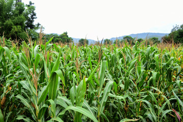 corn field in the agricultural asian - green field of corn growing up in farm