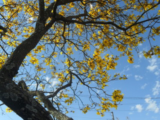 Ipê amarelo