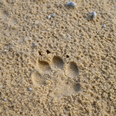 Wild Dingo footprint on beach at Fraser Island Kgari Queensland Australia