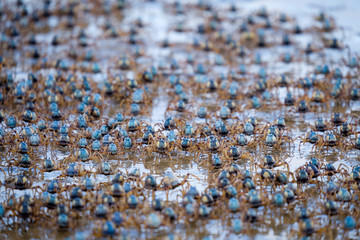 Army of soldier crabs running at low tide on shoreline