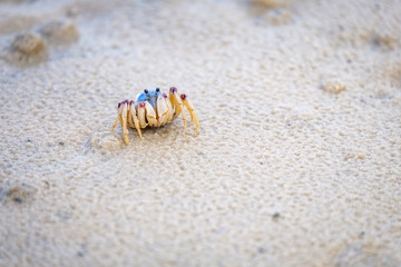 Single soldier crab closeup macro on beach at low tide