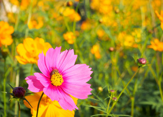 close up pink cosmos flowers With honey bees sucking