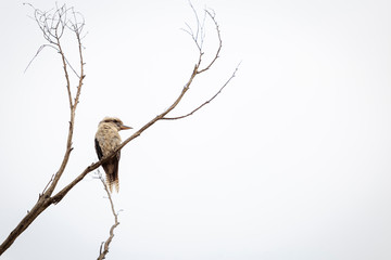 Kookaburra sitting in a gum tree, Australia
