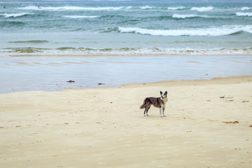 dog on Noosa beach Queensland australia
